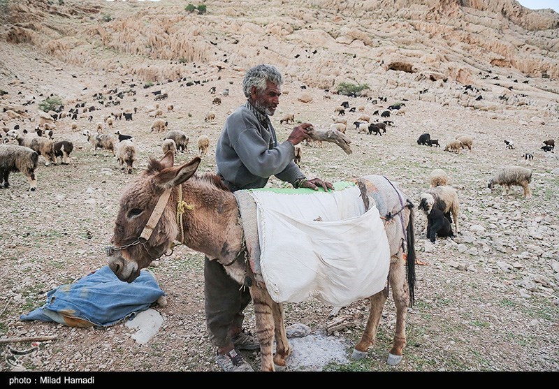 تصاویر: آغاز کوچ عشایر - خوزستان