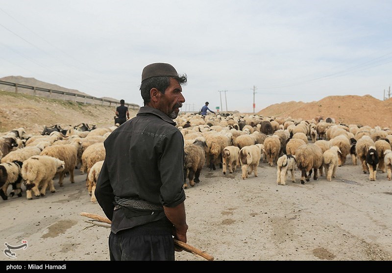 تصاویر: آغاز کوچ عشایر - خوزستان