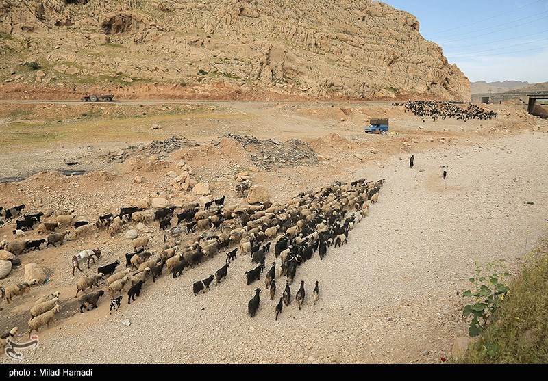 تصاویر: آغاز کوچ عشایر - خوزستان