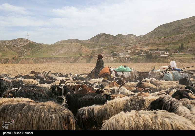 تصاویر: آغاز کوچ عشایر - خوزستان