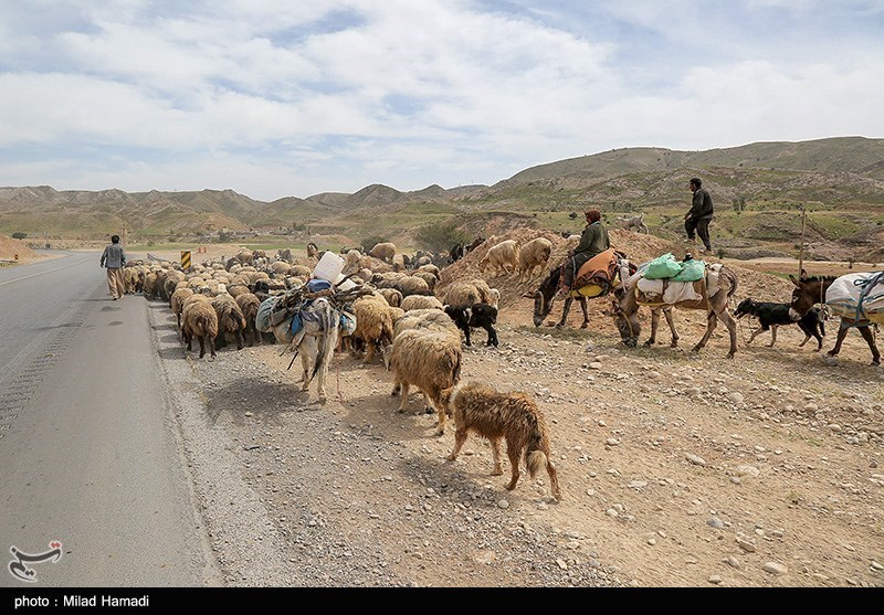 تصاویر: آغاز کوچ عشایر - خوزستان