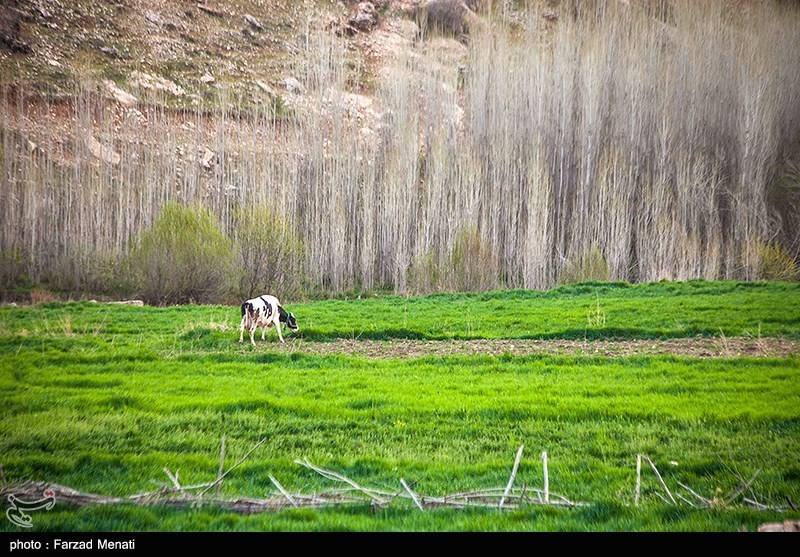 تصاویر: طبیعت بهاری کرمانشاه