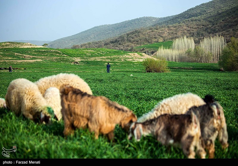 تصاویر: طبیعت بهاری کرمانشاه