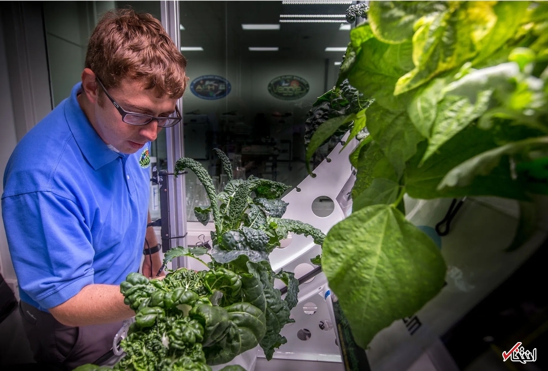 سالادهای که از کوتاهی قد فضانوردان پیشگیری می کنند