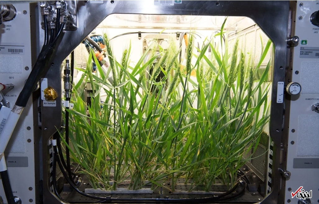 سالادهای که از کوتاهی قد فضانوردان پیشگیری می کنند