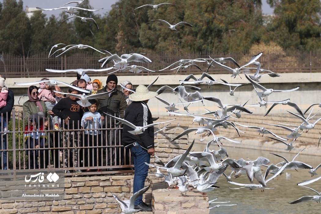 تصاویر: «مرغان کاکایی» در شیراز