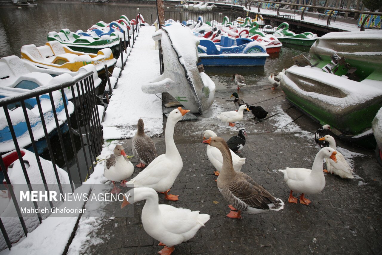 تصاویر: بارش برف در «مشهد»