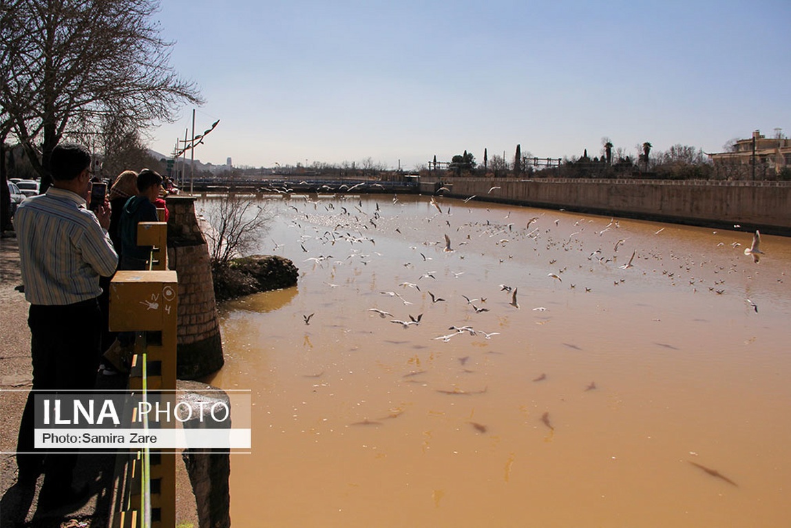 تصاویر: پرندگان مهاجرکاکایی درشیراز