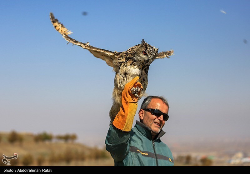 تصاویر: رهاسازی پرندگان شکاری در طبیعت-همدان