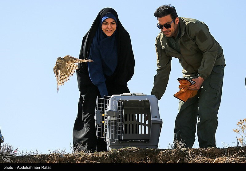 تصاویر: رهاسازی پرندگان شکاری در طبیعت-همدان