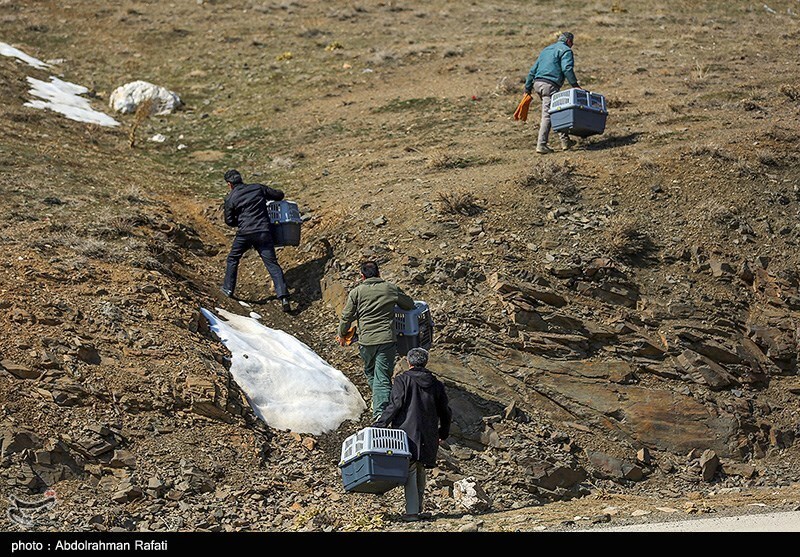 تصاویر: رهاسازی پرندگان شکاری در طبیعت-همدان
