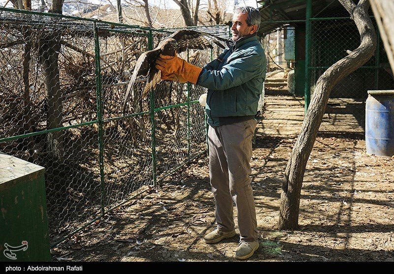تصاویر: رهاسازی پرندگان شکاری در طبیعت-همدان