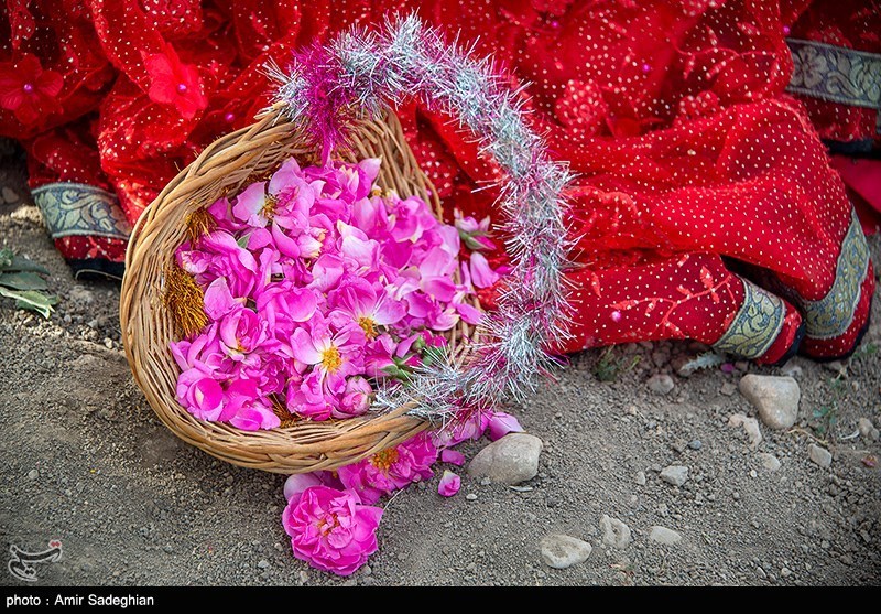 تصاویر: جشنواره گل و گلاب میمند - فارس