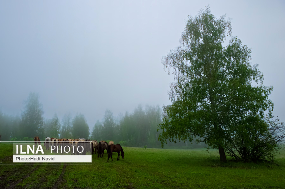 تصاویر: اسبهای باشقیرستان