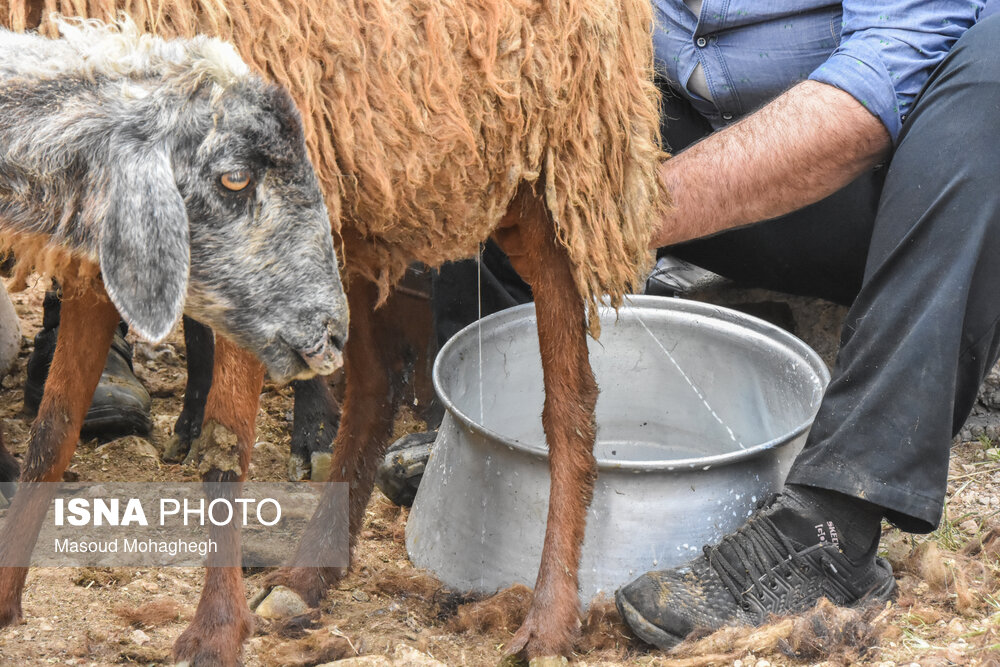 تصاویر: آیین سنتی &laquo;شیردوشان&raquo; &ndash; دیباج دامغان