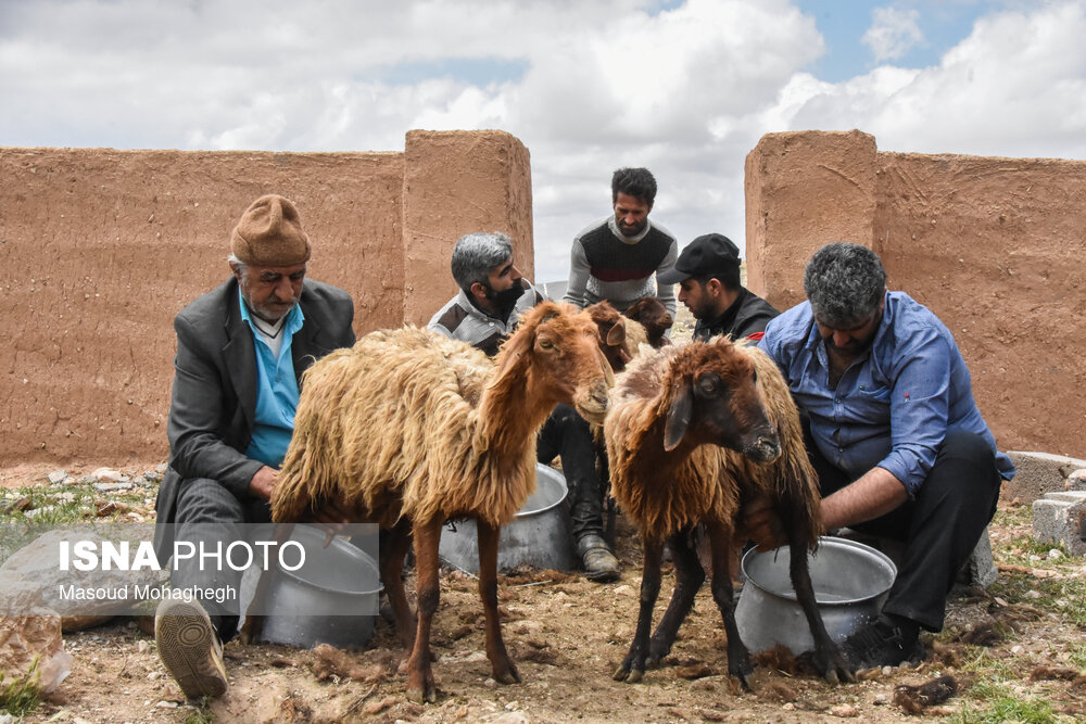 تصاویر: آیین سنتی &laquo;شیردوشان&raquo; &ndash; دیباج دامغان