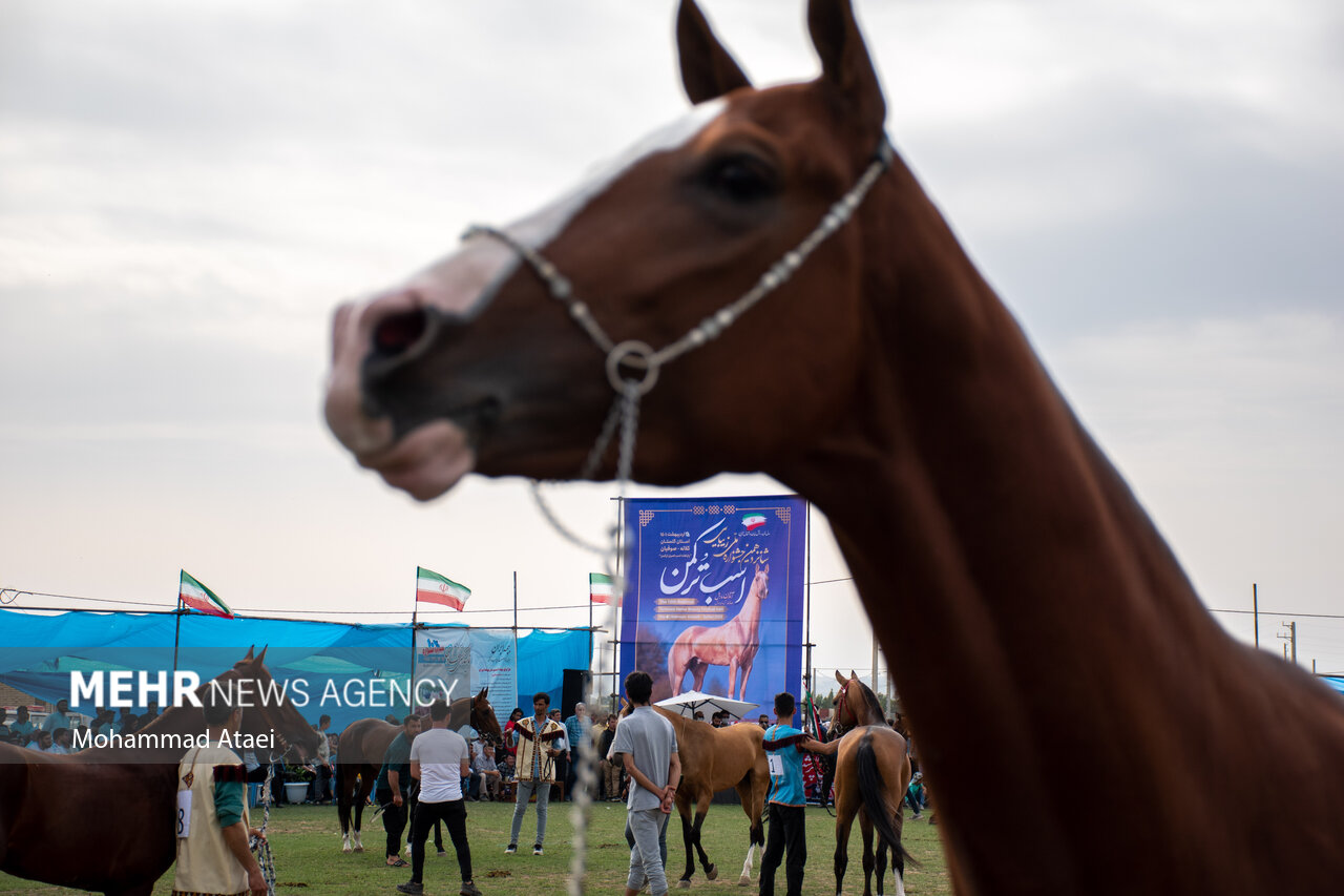 تصاویر: شانزدهمین جشنواره ملی &laquo;اسب اصیل ترکمن&raquo; در گلستان