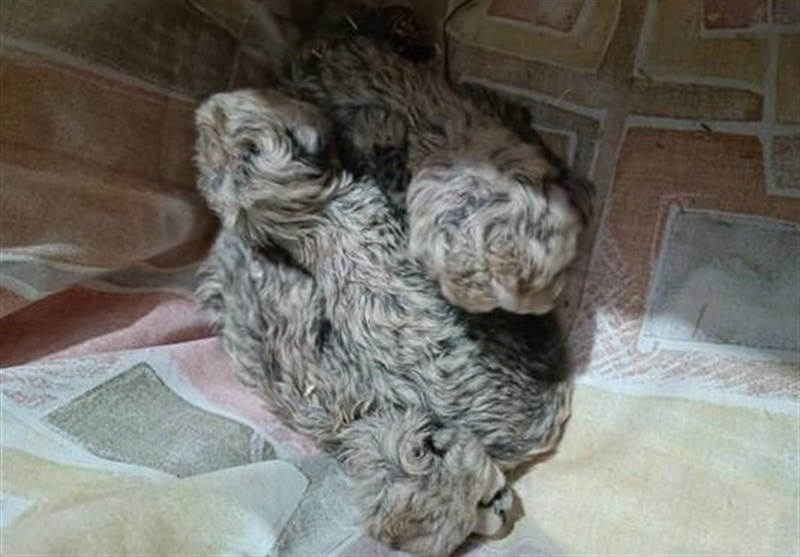 معاون سازمان محیط زیست: توله سوم یوزپلنگ ایران هم آسیب&zwnj;دیده، امیدواریم زنده بماند / دانش و تجربه این کار را نداشتیم