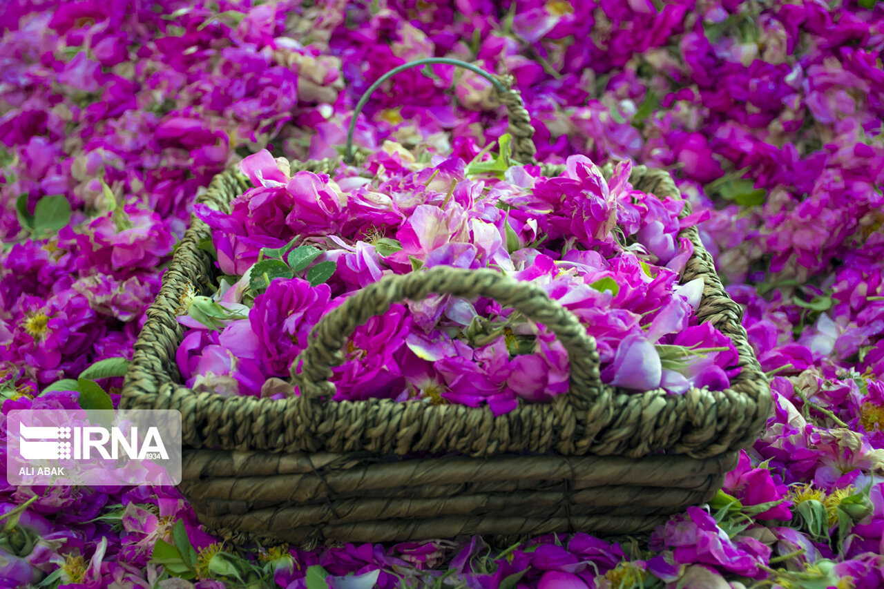 تصاویر: آیین سنتی گل غلتان