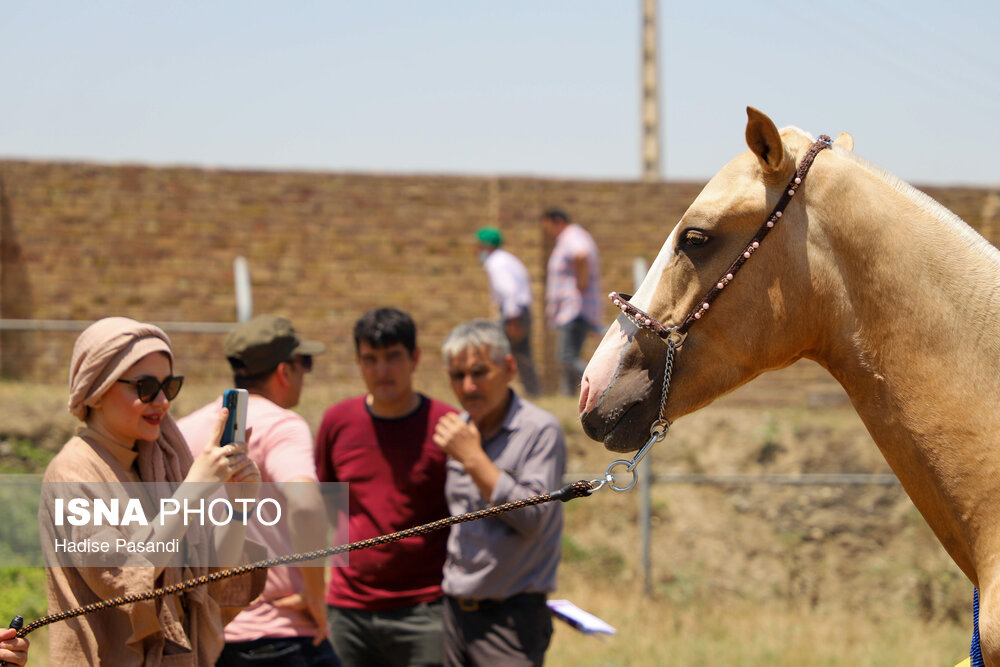 تصاویر: چهارمین جشنواره ملی زیبایی اسب اصیل ترکمن