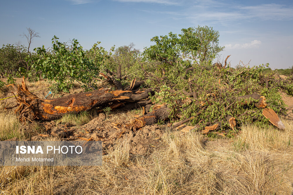 تصاویر: تخریب قسمتی از باغستان سنتی قزوین