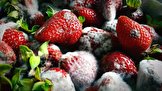 غذاهای حاوی کپک پنهان که باید از مصرف آن اجتناب کرد