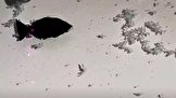 چینی‌ها با ماهی رباتیک پلاستیک‌خوار به جنگ آلودگی اقیانوس‌ها می‌روند