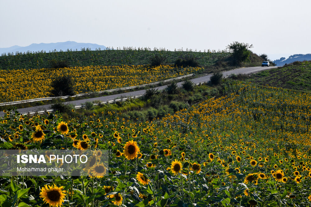تصاویر: گلیداغ دشت گل&zwnj;های آفتابگردان
