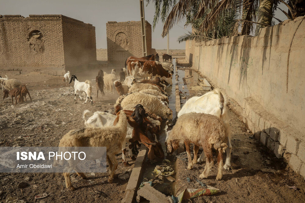 تصاویر: آبرسانی با تانکر به روستاهای درگیر تنش آبی در حمیدیه- خوزستان