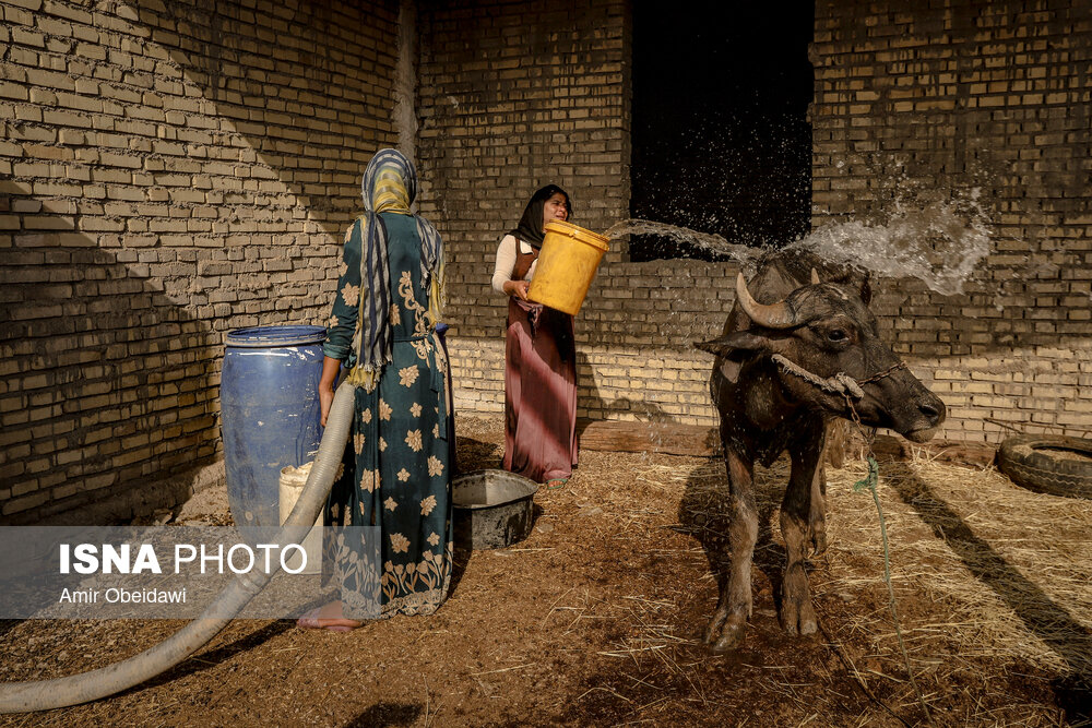تصاویر: آبرسانی با تانکر به روستاهای درگیر تنش آبی در حمیدیه- خوزستان