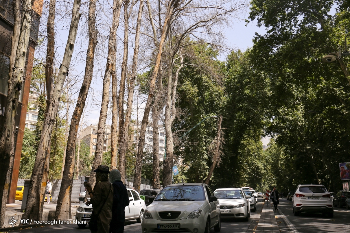 تصاویر: خشک شدن درختان خیابان ولیعصر (عج)