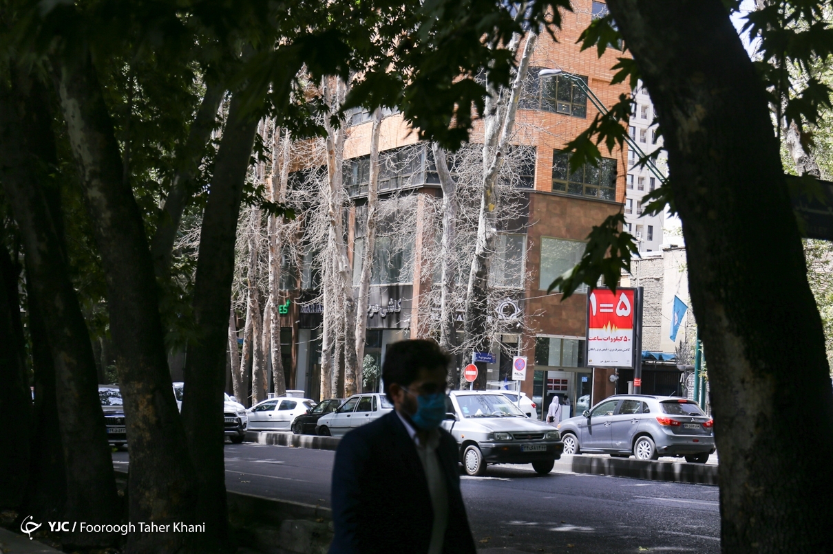 تصاویر: خشک شدن درختان خیابان ولیعصر (عج)