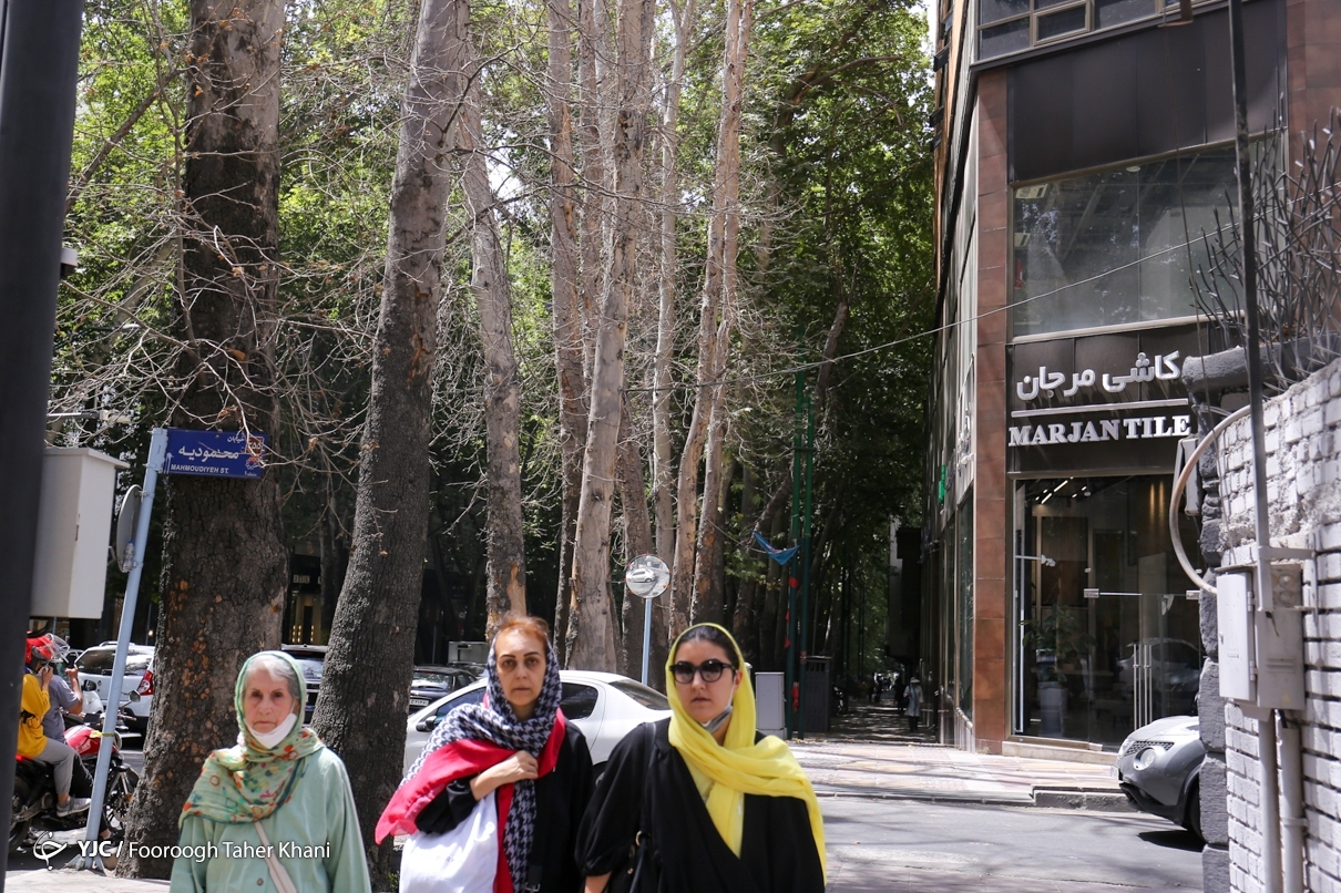 تصاویر: خشک شدن درختان خیابان ولیعصر (عج)