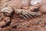 کشف فسیل جانوری ناشناخته قدیمی‌تر از دایناسورها