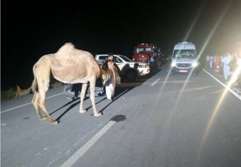 برخورد سواری با شتر در بلوچستان ۶ کشته و زخمی در پی داشت