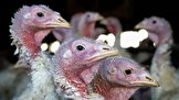 یک مورد از انتقال سویه «اچ۵ان۱» آنفلوانزای مرغی به انسان در اسپانیا شناسایی شد