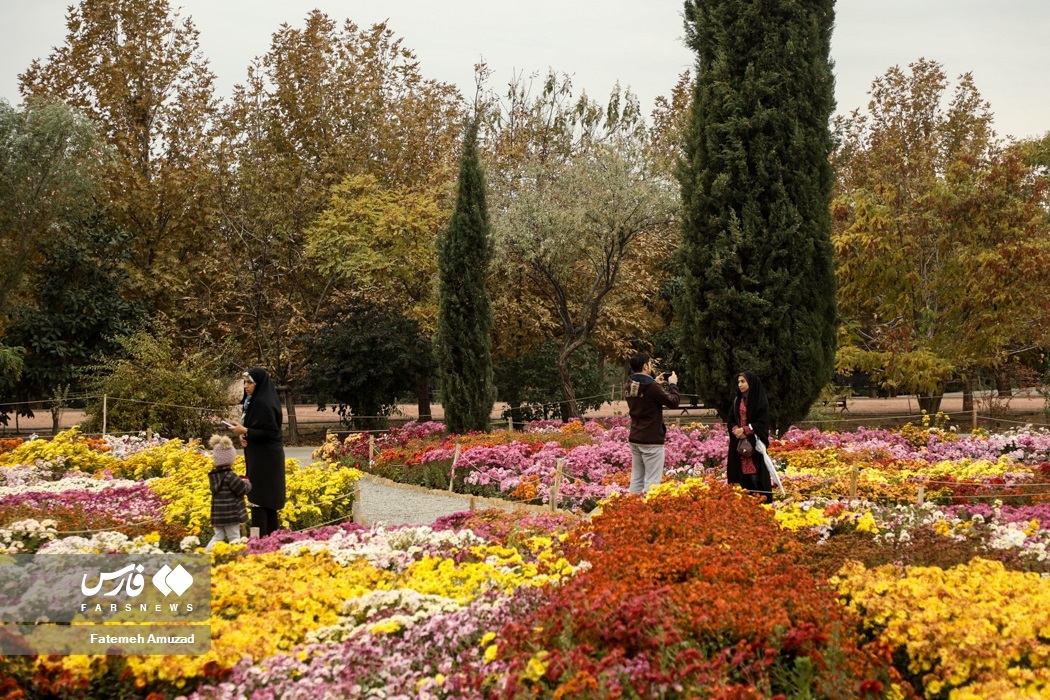 تصاویر: جشنواره گل های داوودی