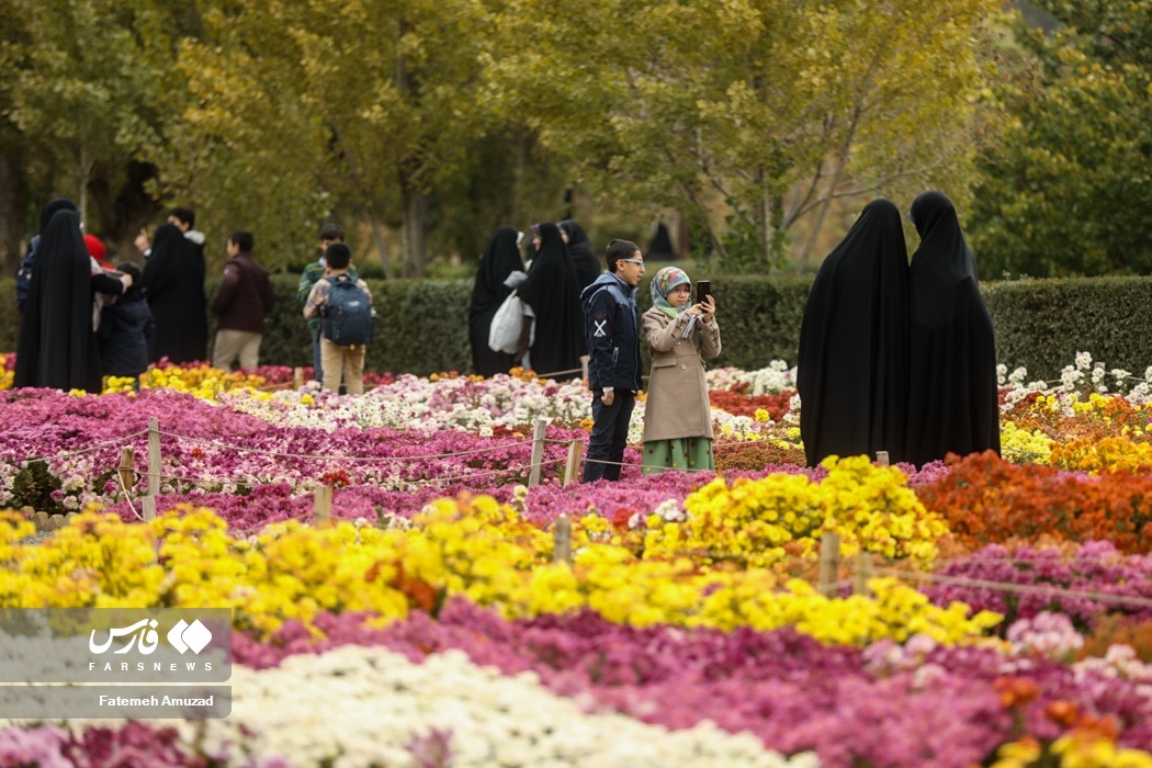 تصاویر: جشنواره گل های داوودی