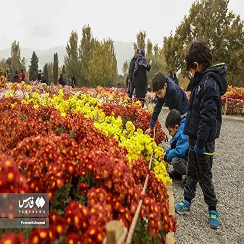 تصاویر: جشنواره گل های داوودی