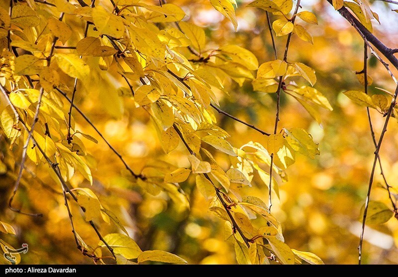 طبیعت پاییزی اردبیل