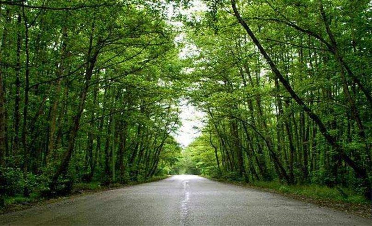 گونه های جانوری و گیاهی جنگل گیسوم گونه های جانوری و گیاهی جنگل گیسوم