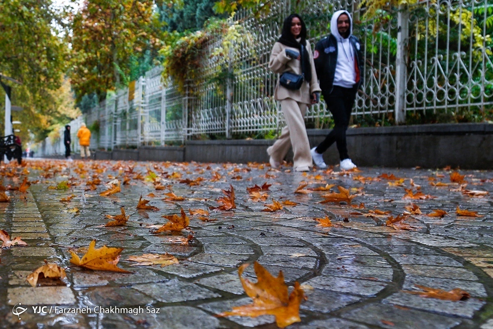 تصاویر: نارنج چینی در باغ ارم شیراز