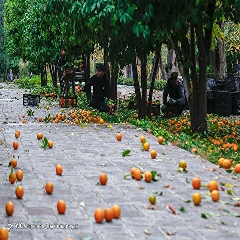 تصاویر: نارنج چینی در باغ ارم شیراز