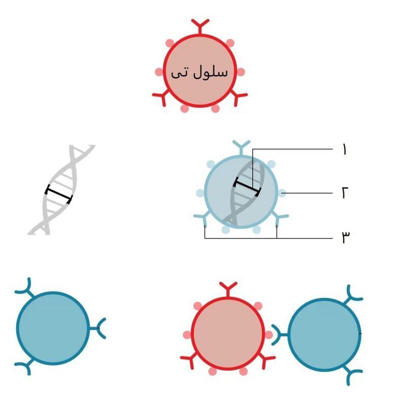 «تحولی بزرگ» در درمان با ویرایش ژنتیکی، اثری از سرطان در دختر نوجوان دیده نمی‌شود
