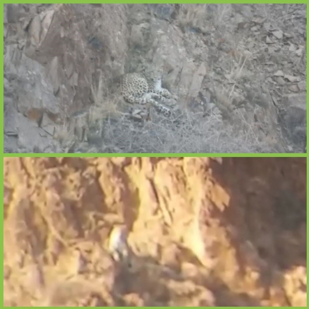 شناسایی دو قلاده پلنگ در زنجان + تصاویر شناسایی دو قلاده پلنگ در زنجان + تصاویر