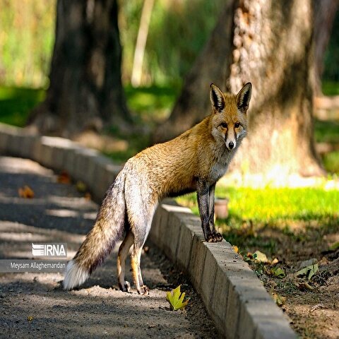 تصاویر: پاییز در تهران