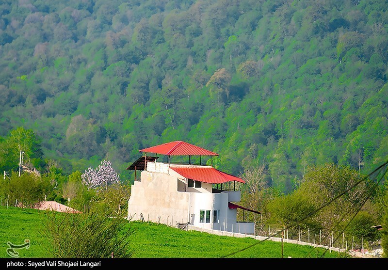 تصاویر: تحمیل مرگ بر درختان هیرکانی - مازندران