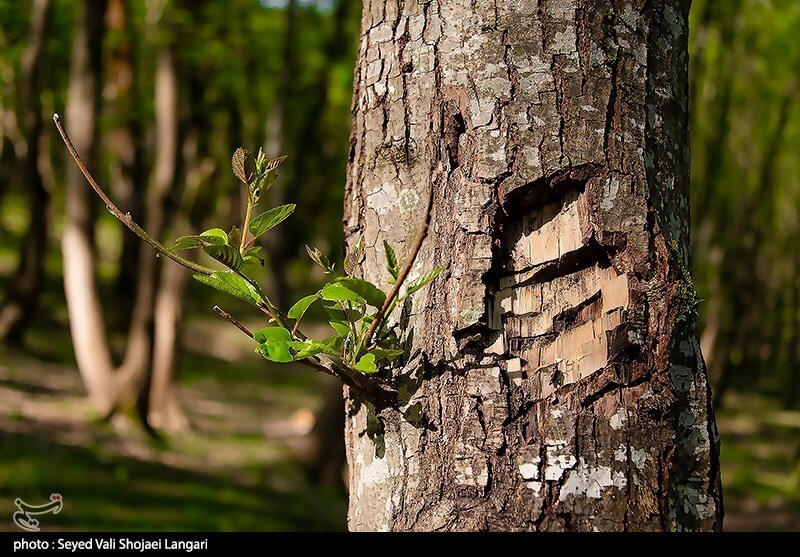 تصاویر: تحمیل مرگ بر درختان هیرکانی - مازندران