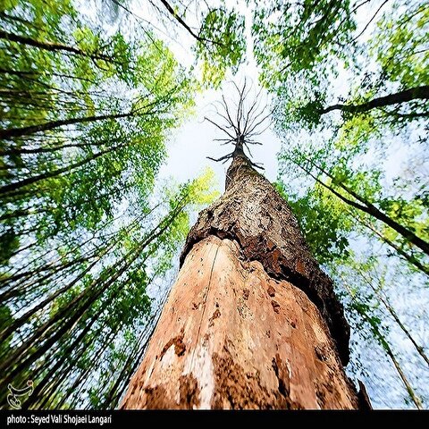 تصاویر: تحمیل مرگ بر درختان هیرکانی - مازندران