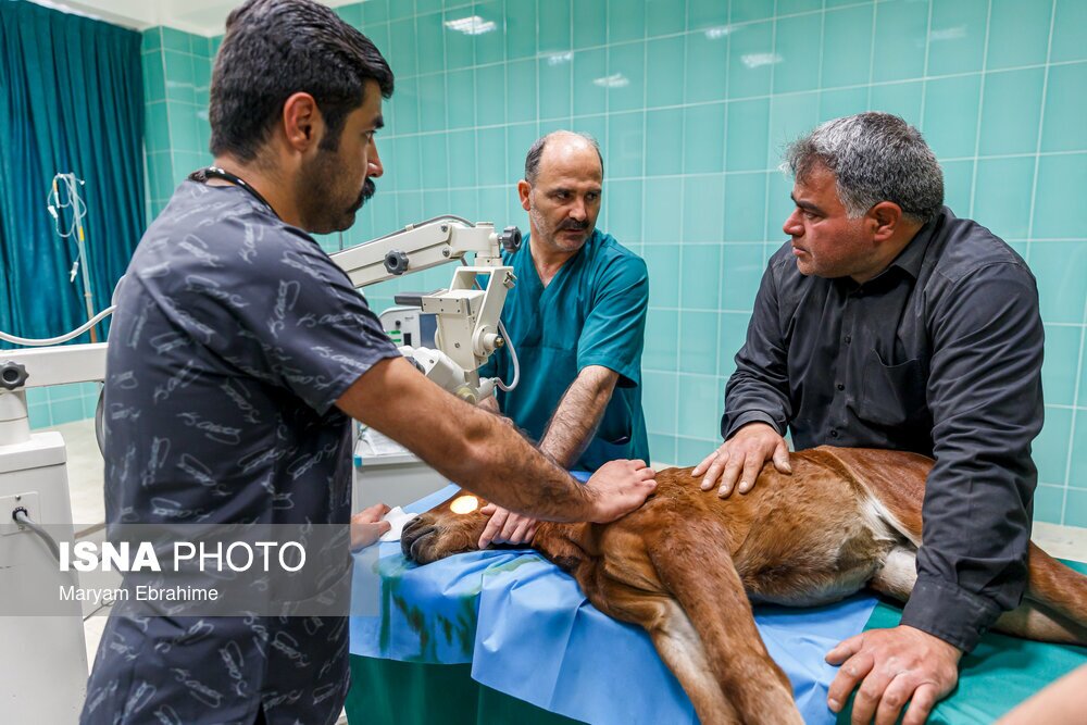 تصاویر: دست‌هایی که بینایی می‌بخشند